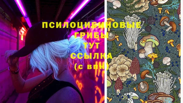 шишки Беломорск